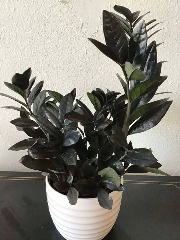 The ZZ Raven is the latest trendy variety - benefits of zz plants