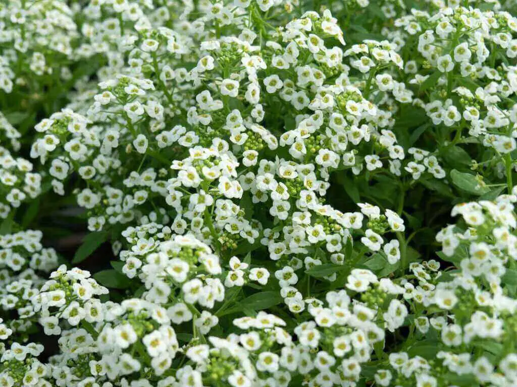 alyssum is a low-maintenance and beneficial plant