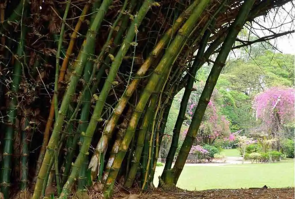 Bambusa bambos - Giant thorny bamboo