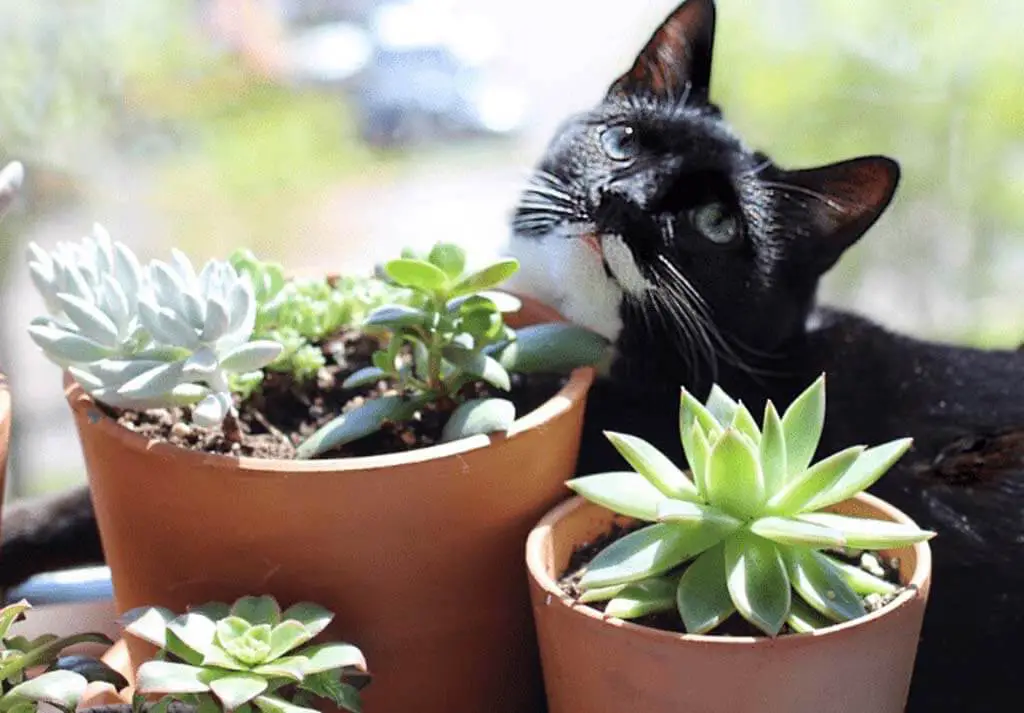 Are succulents poisonous to cats?
