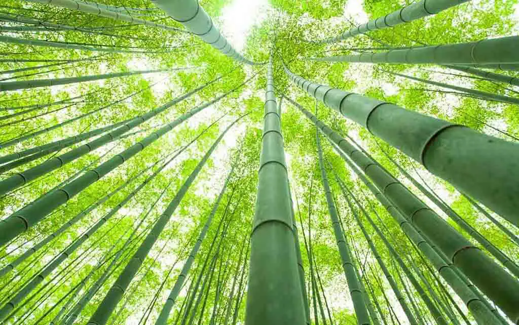 How to grow bamboo commercially