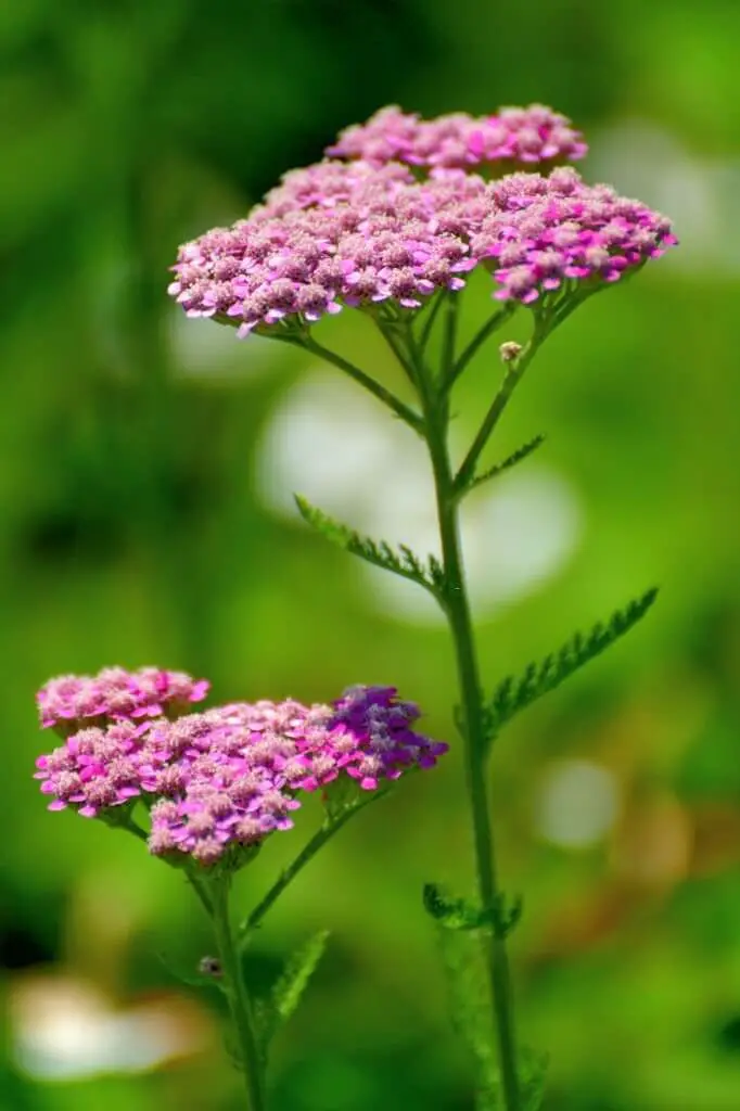 grow yarrow or chamomile in the soil around them