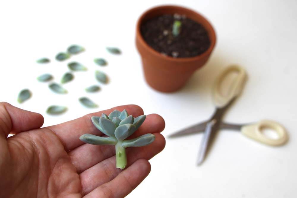 How To Grow and Care for Succulents from Cuttings