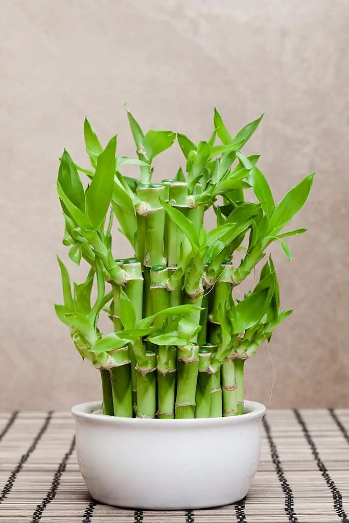 lucky bamboo, this indoor plant is popular