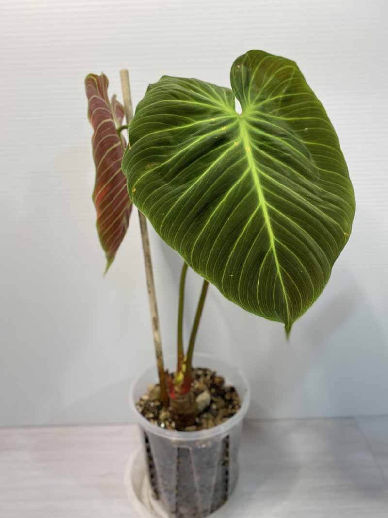 Care For Philodendron Luxurians