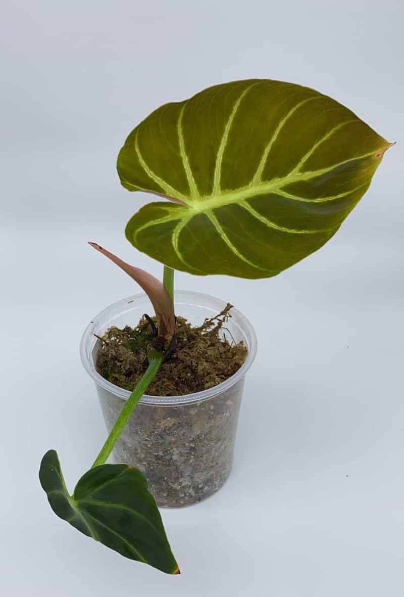 Care For Philodendron Luxurians