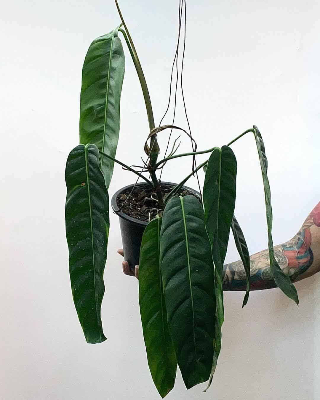 Caring For The Philodendron Patriciae