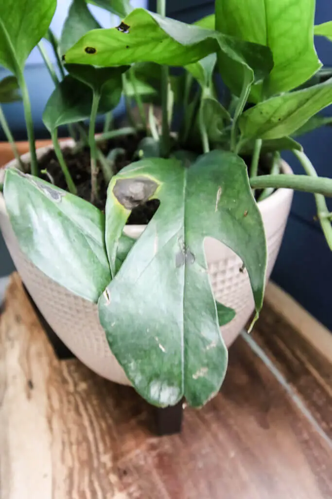 Common Problems With The Baltic Blue Pothos
