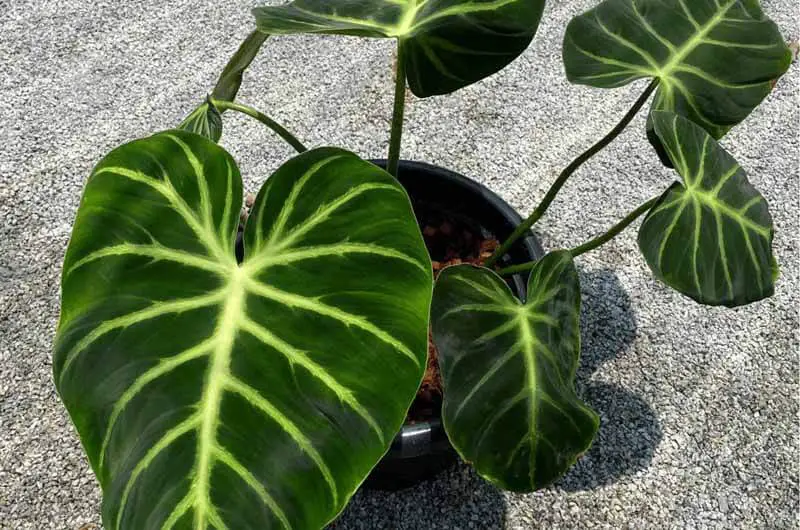 Growing Habits Of The Philodendron Luxurians