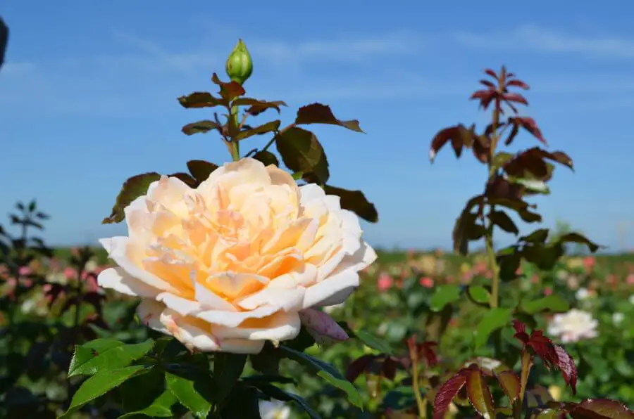 Harmisty Rose Plant Size