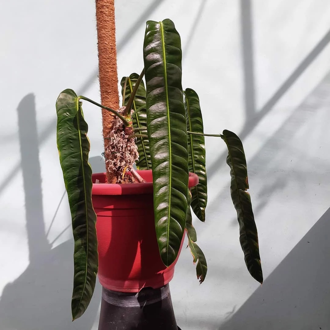 How To Plant The Philodendron Patriciae