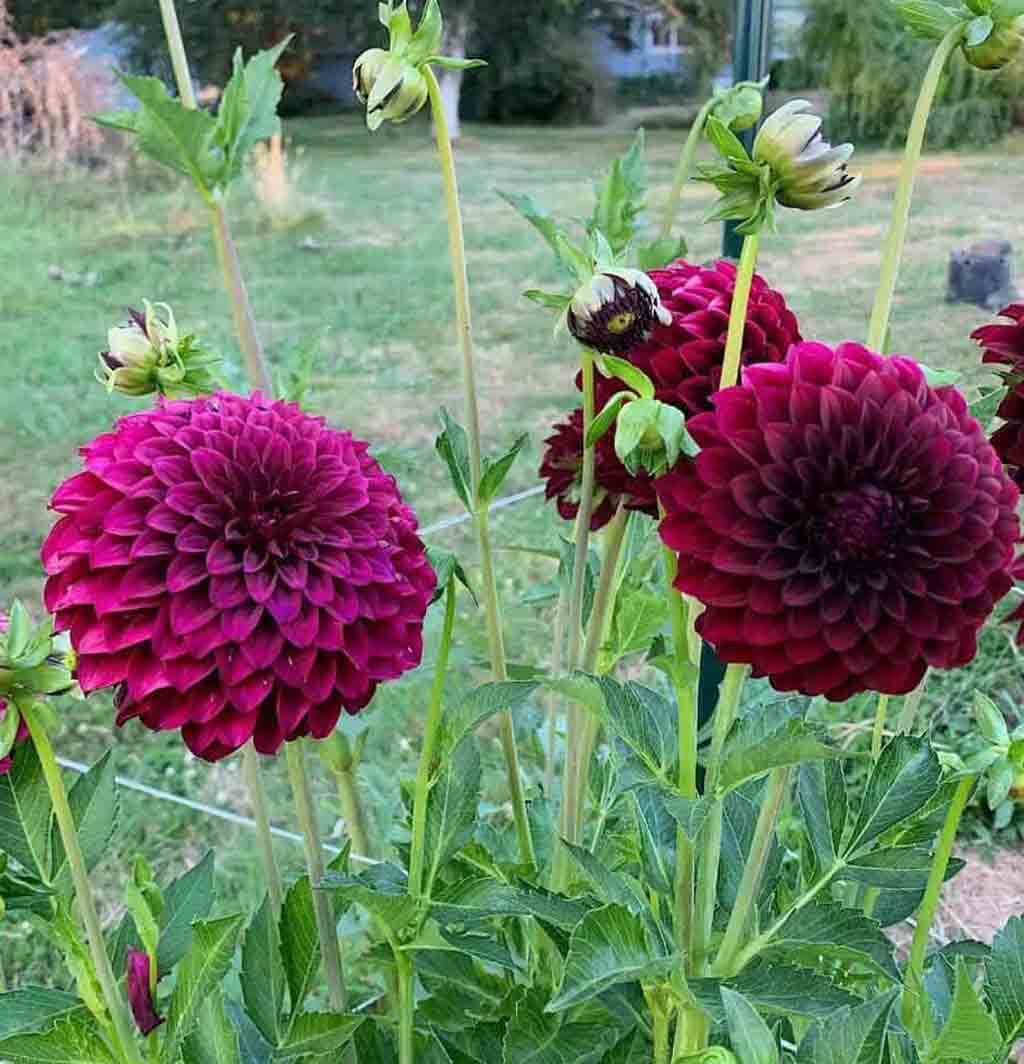 How to Plant The shadow cat dahlia