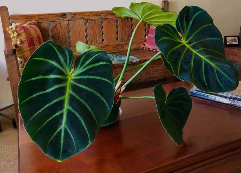Is Philodendron Luxurians A Rare Plant
