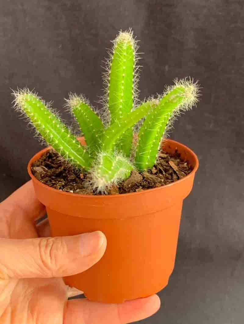 Origin Of The Dog Tail Cactus