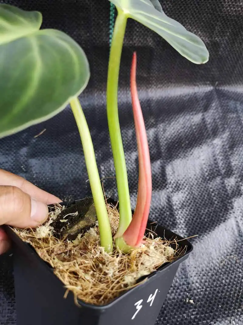 Propagate The Philodendron Luxurians Plant