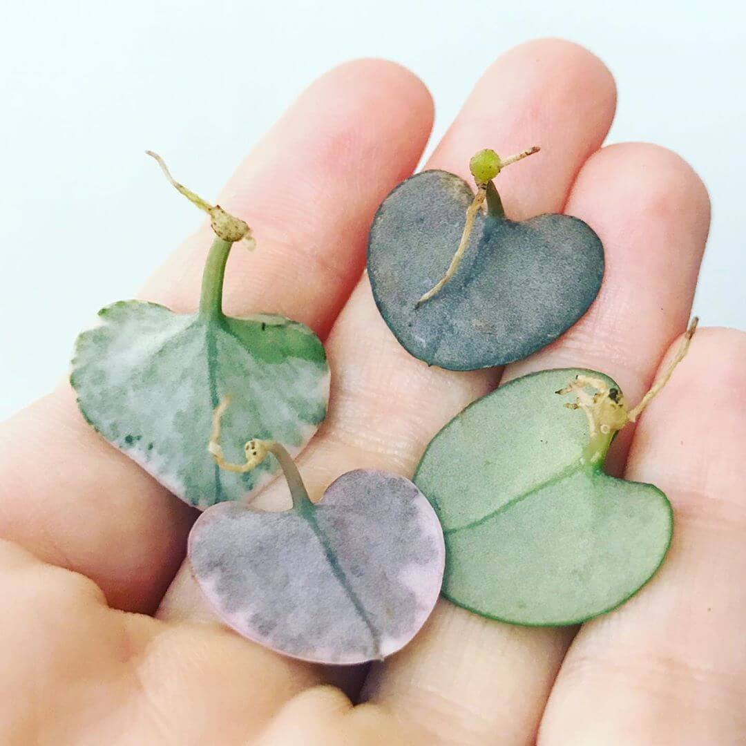 Propagating String Of Hearts With The Leaves