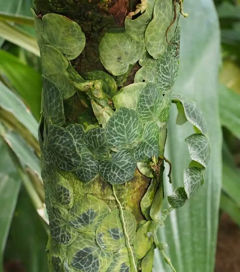 Rhaphidophora Cryptantha Pests And Diseases