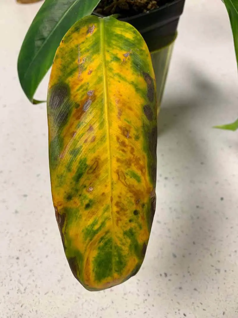 Spider mites can also affect your philodendron plant