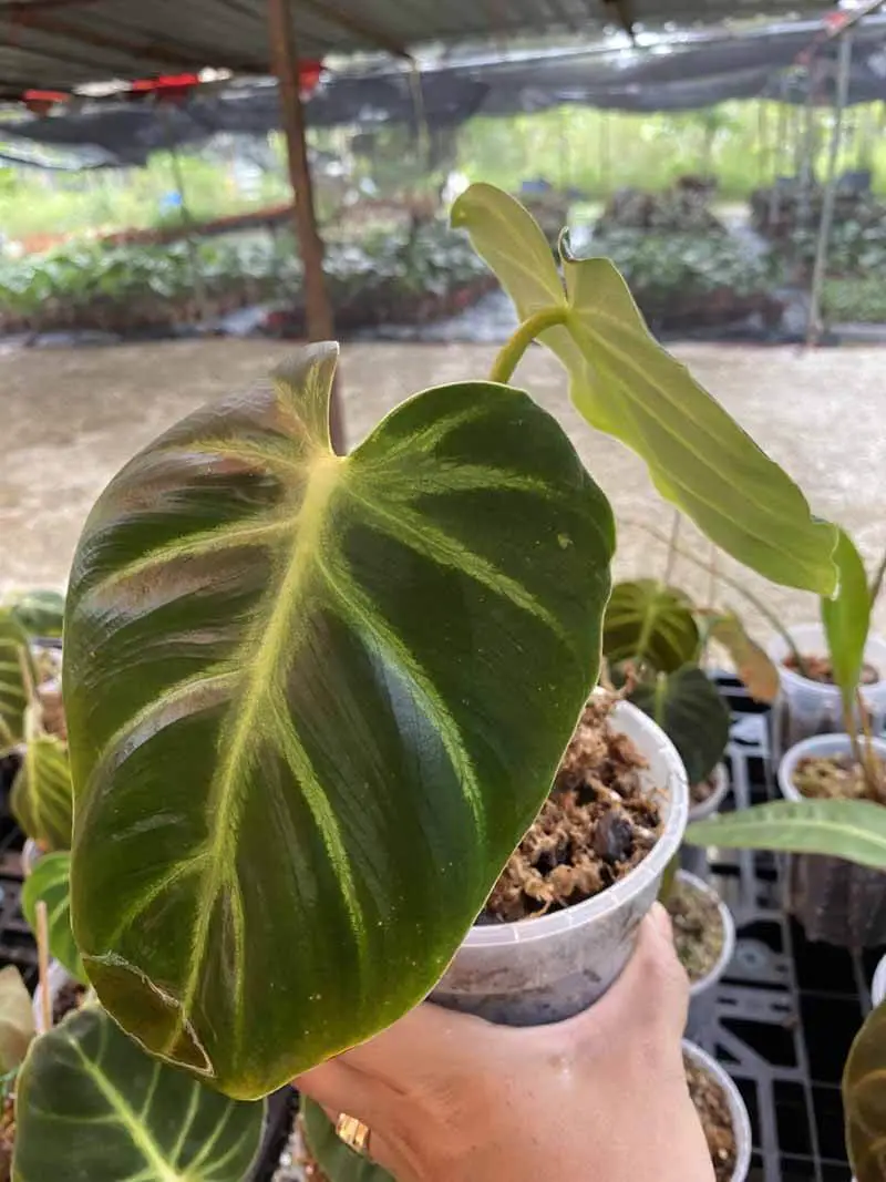 Toxicity of Philodendron Luxurians