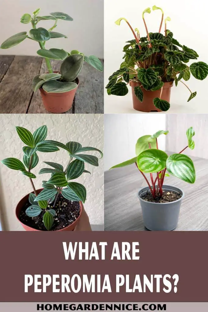 What Are Peperomia Plants