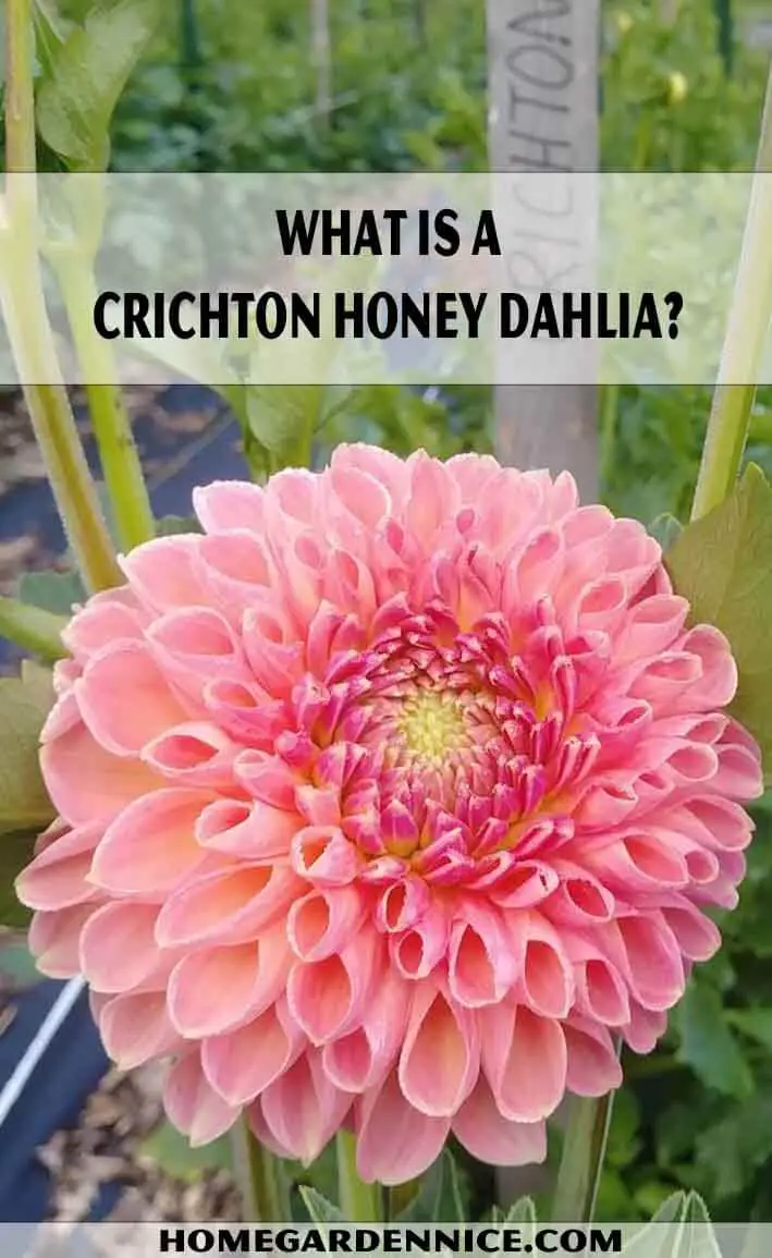 What Is A Crichton honey dahlia