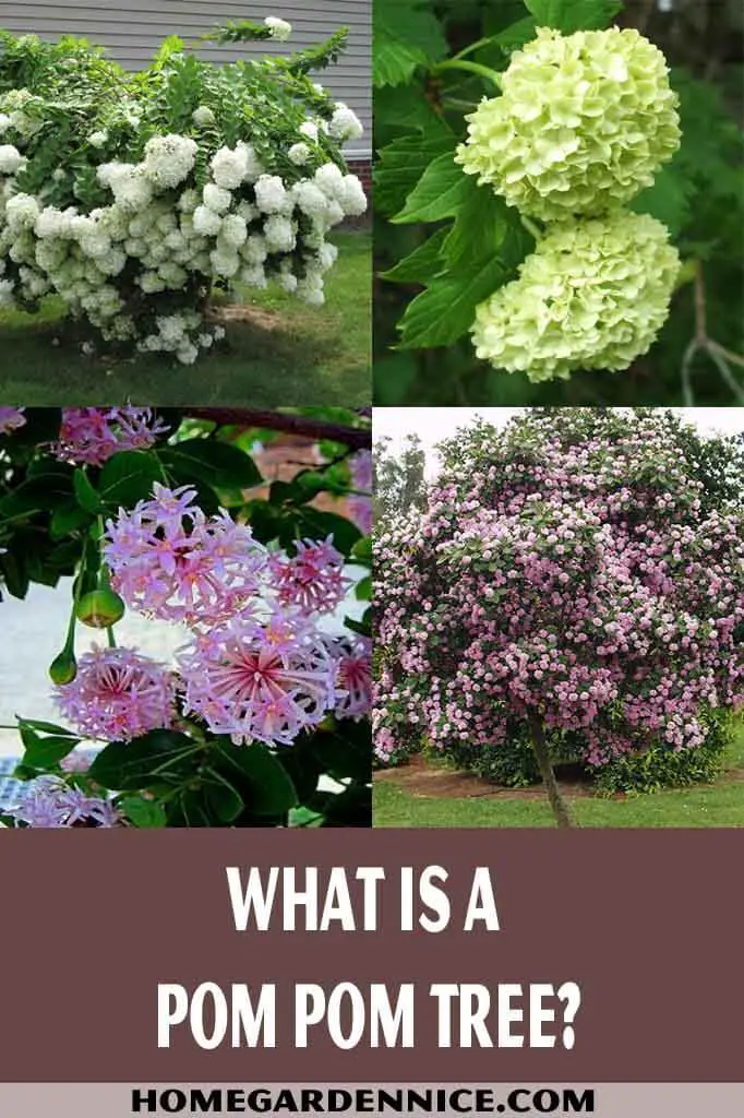 What Is A Pom Pom Tree