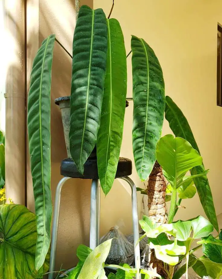 What Is Philodendron Patriciae