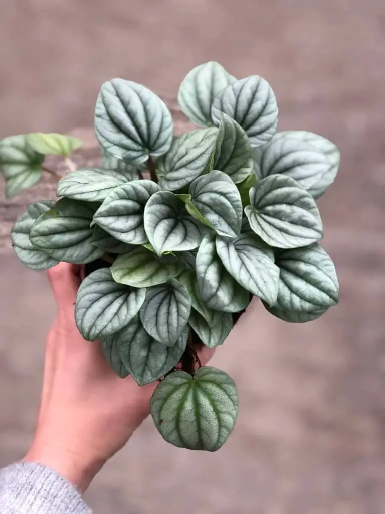 frost Peperomia