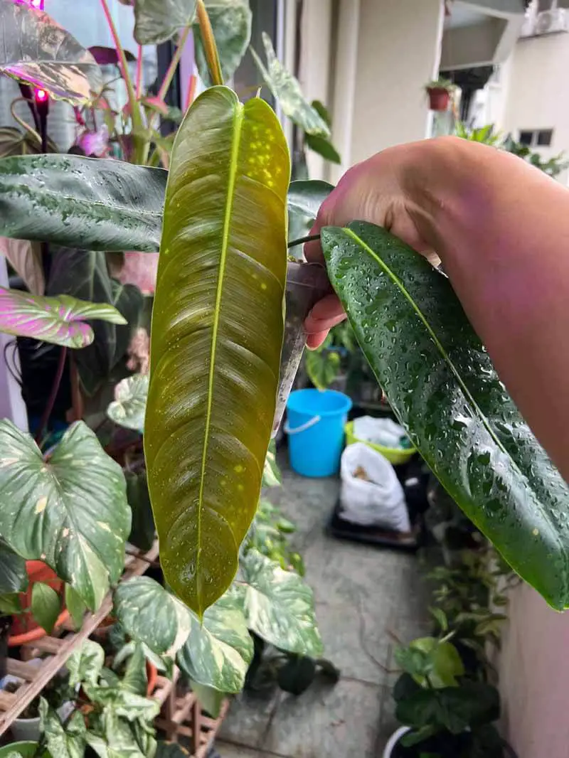 growth of Philodendron patriciae