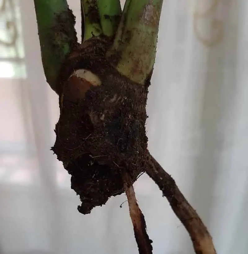 philodendrons is root rot