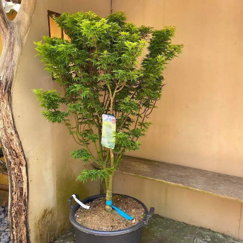 Grow A Shishigashira Japanese Maple