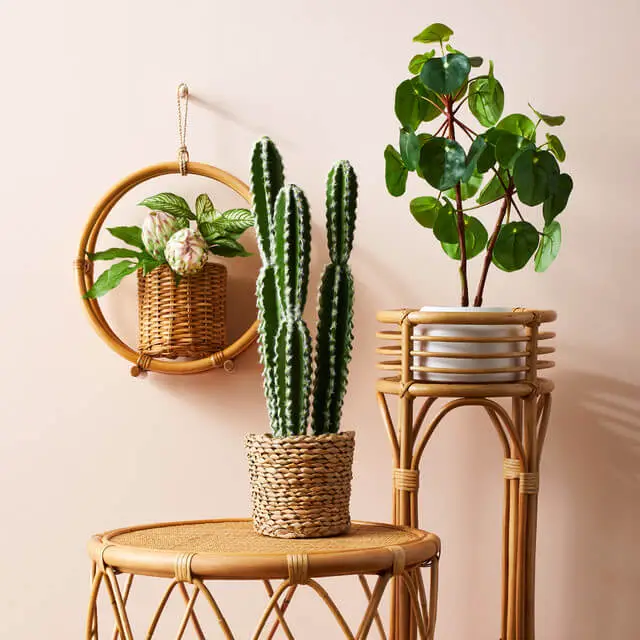How to Decorate with Boho Plants