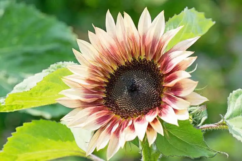 Phytoextraction Of Pooh Sunflower Seeds