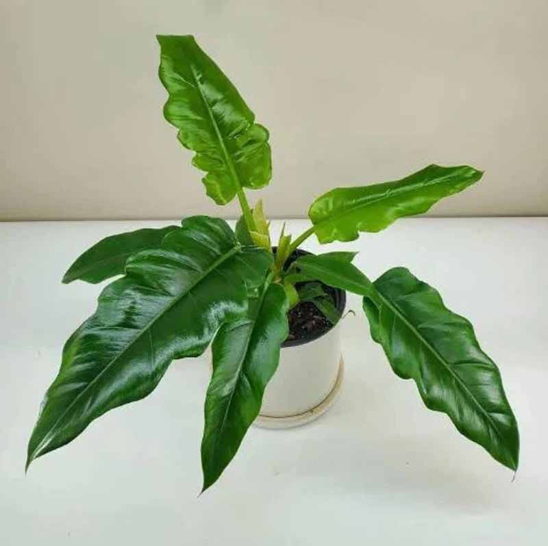 What Is Philodendron Jungle Boogie