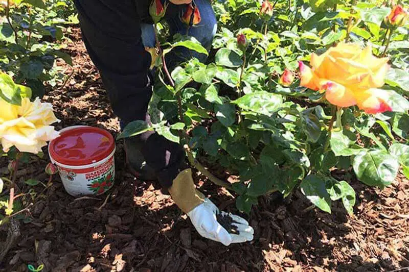 eonies And Roses Have The Same Fertilizer Requirements