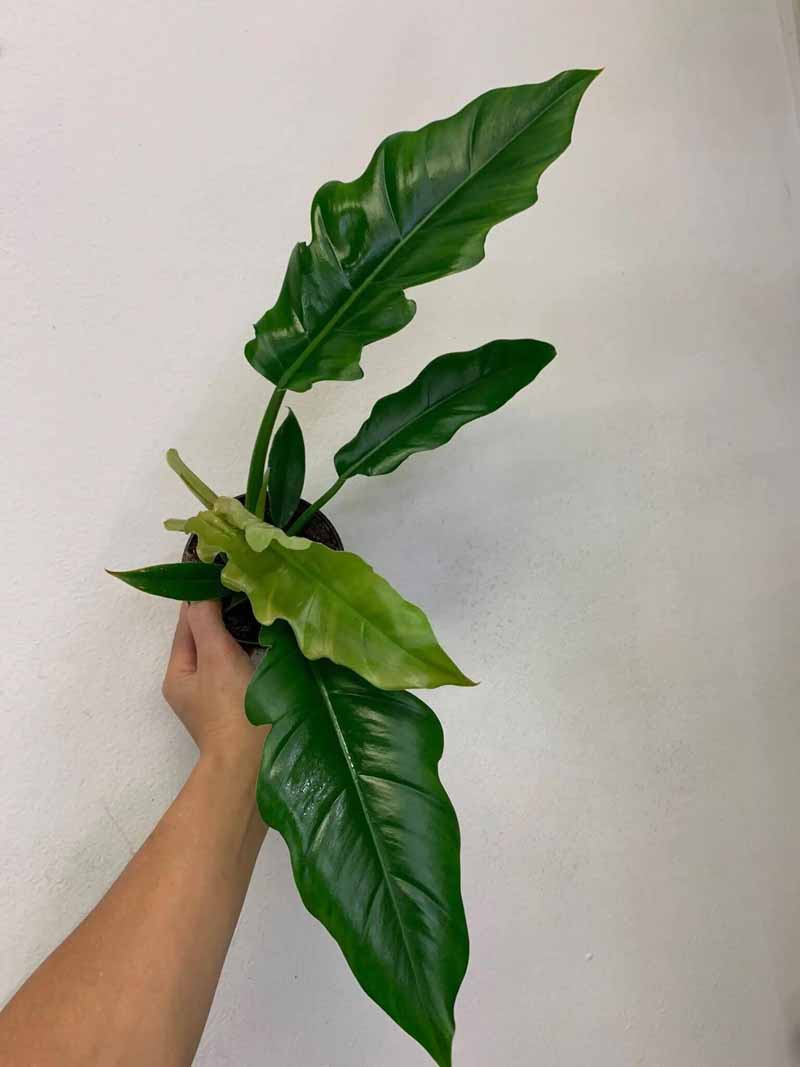 growth rate of a philodendron Jungles Boogie