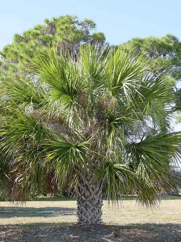 About The Palmetto Tree