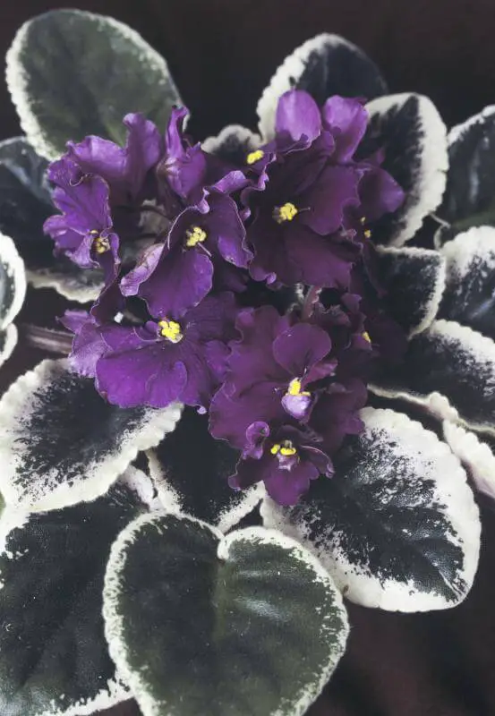 African Violet Leaves Turning White