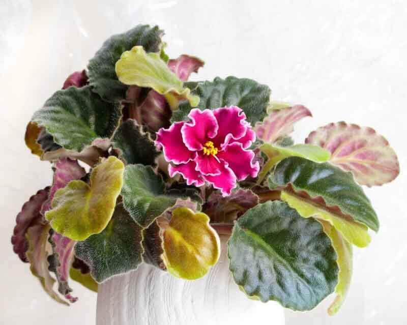 African Violet Leaves Turning Yellow
