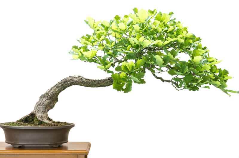 Can I Bonsai An Oak Tree