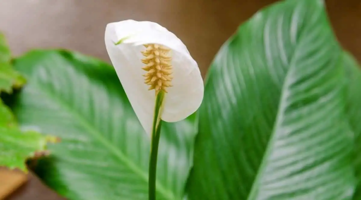 Can Peace Lilies Be Grown In Water