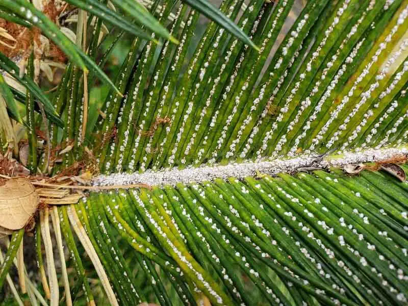 Cycad Aulacaspis Scale Infestation