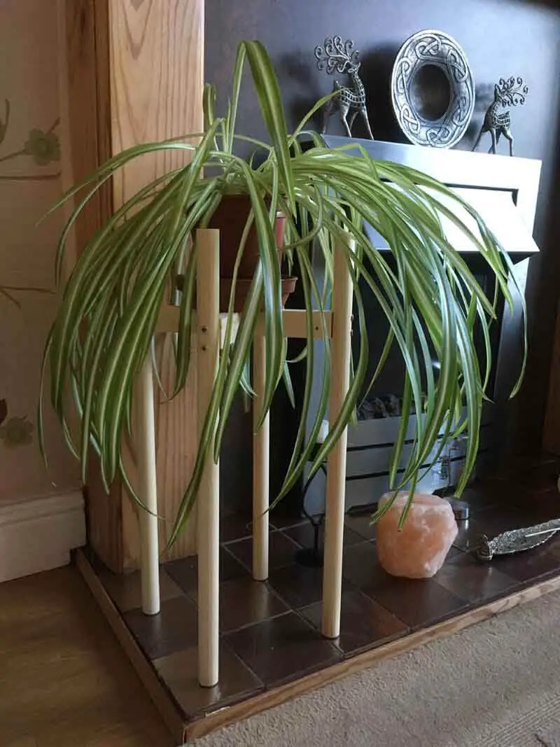 How Do You Keep Spider Plant Leaves From Drooping Or Bending Over