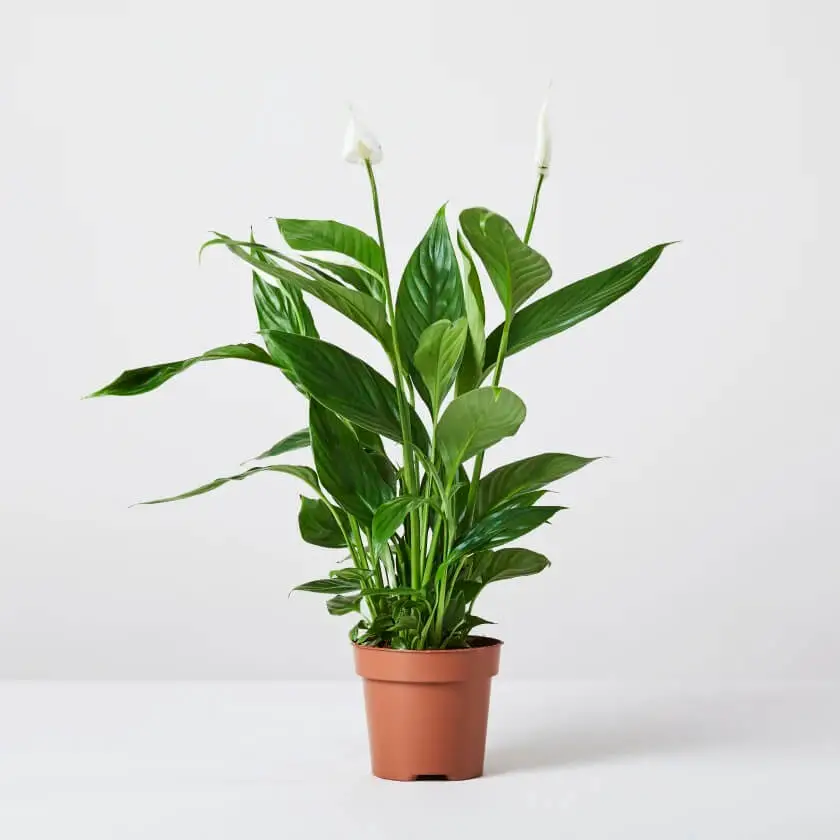 How Frequent Should Your Peace Lily Be Watered
