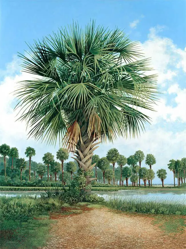 Palmetto trees grow to about 30 ft