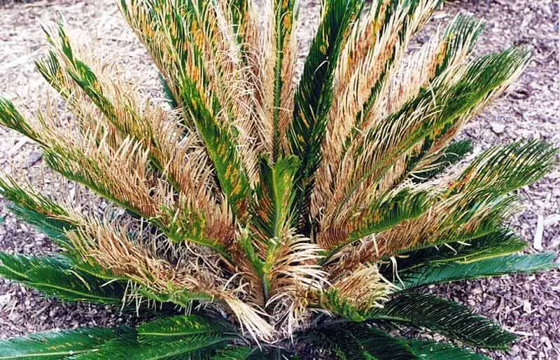 Potassium Deficiency In Sago Palm