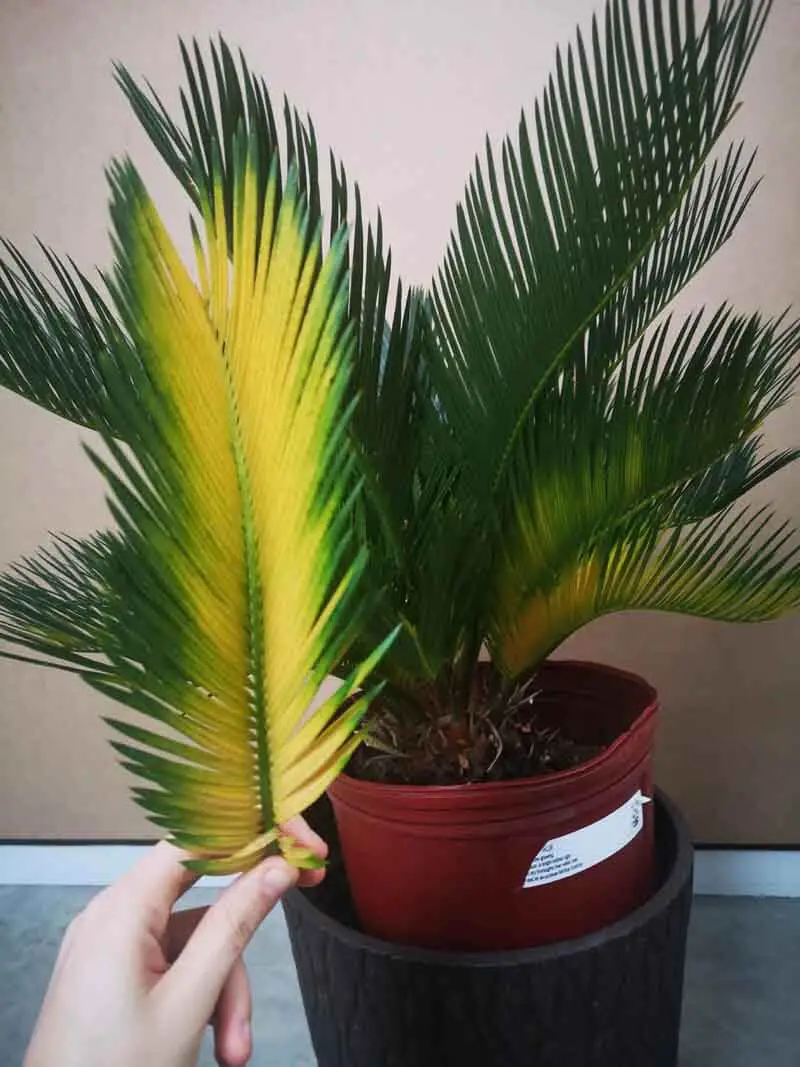 Sago Palms Nitrogen Deficiency