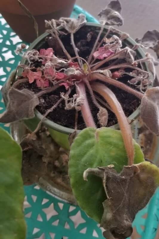 Some other African violet leaf problems