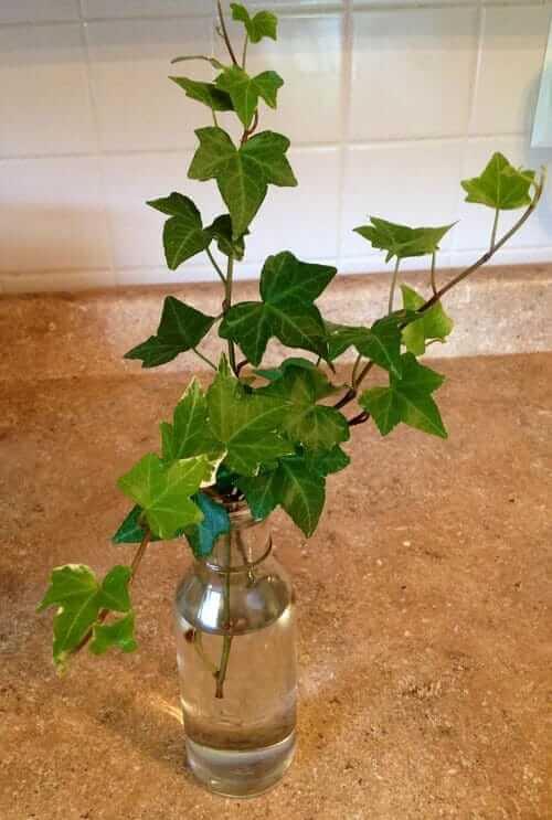 grow your ivy indoors