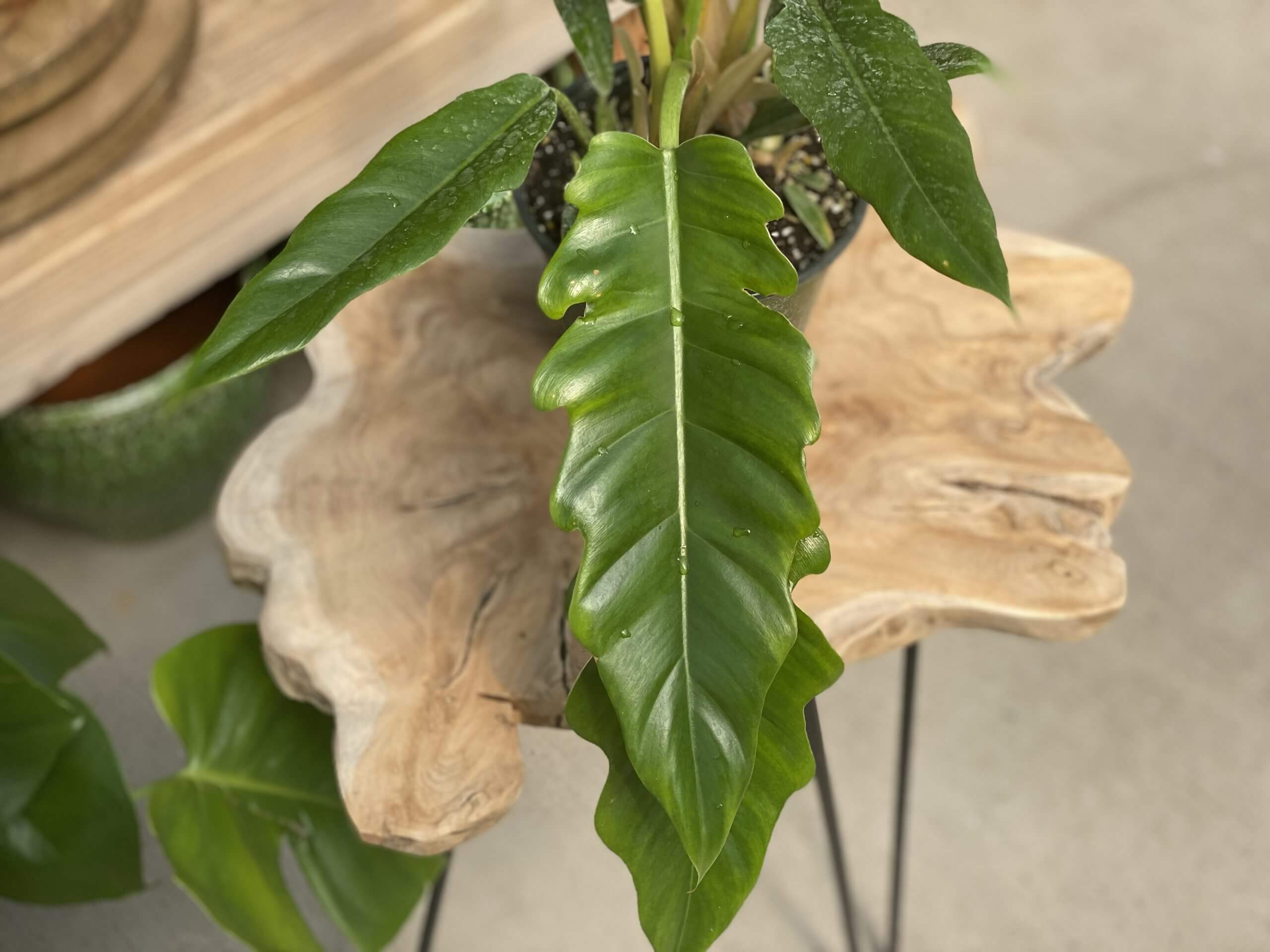 How to Care for These Philodendron Indoor Plants